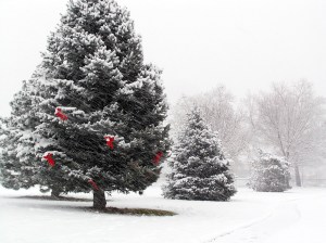 A Winter Tree w/Red Bows